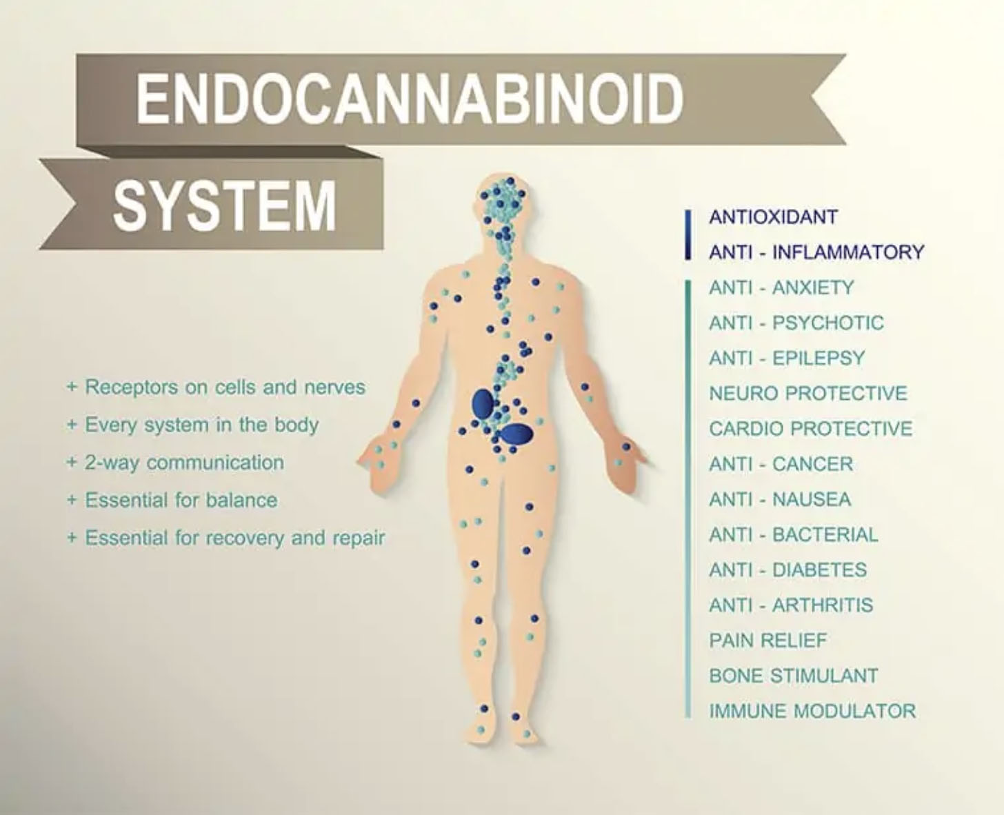 Endocannabinoid System